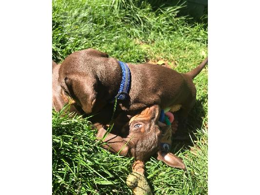 DACHSHUND